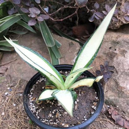  Agave Desmettiana Quicksilver Plant