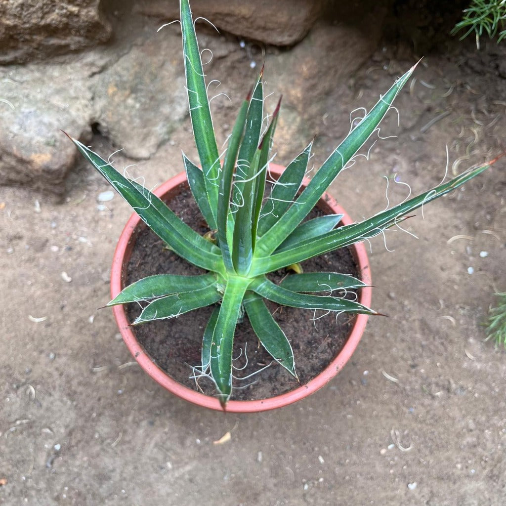  Agave Filifera Compacta Plant