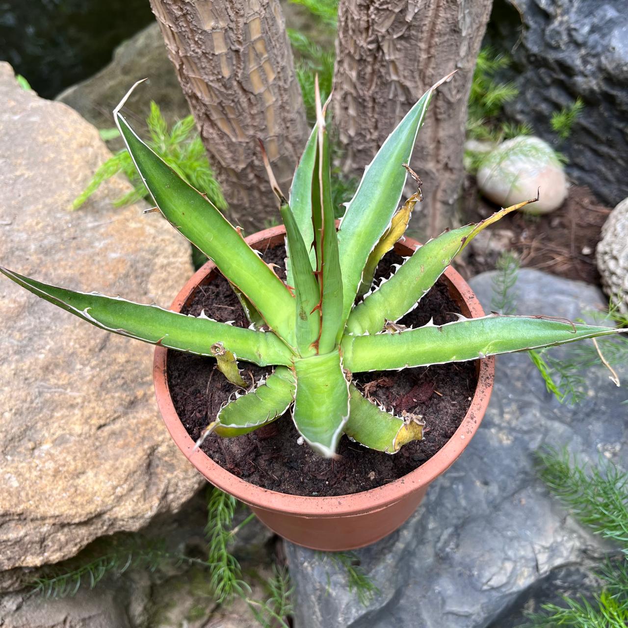  Agave Horrida Perotensis Cactus Plant