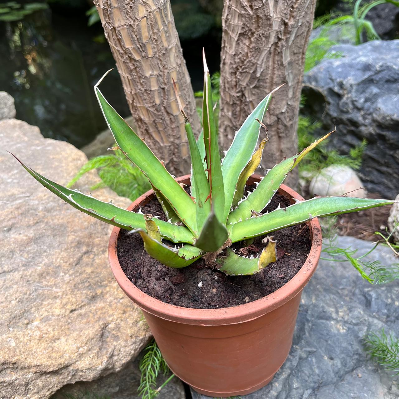  Agave Horrida Perotensis Cactus Plant