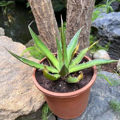  Agave Horrida Perotensis Cactus Plant
