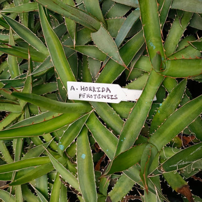  Agave Horrida Perotensis Cactus Plant