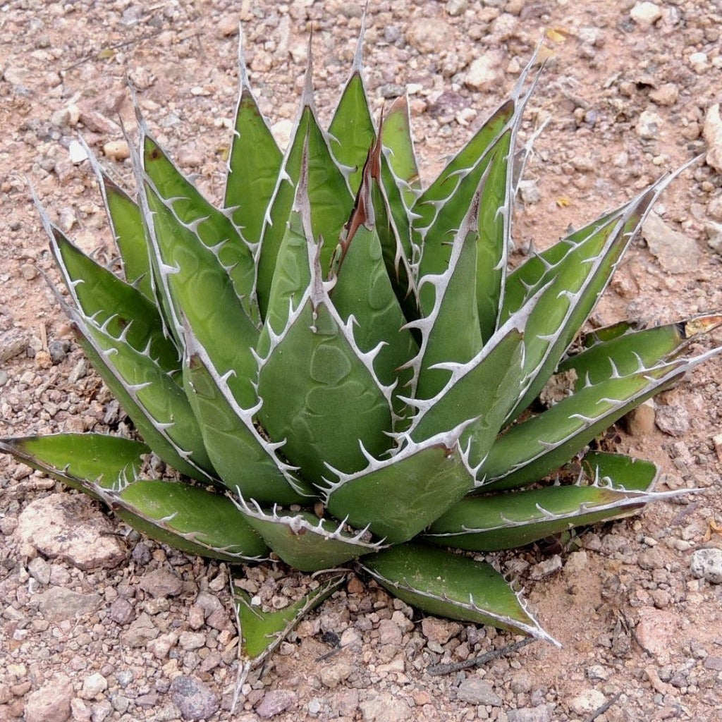  Agave Horrida Perotensis Cactus Plant