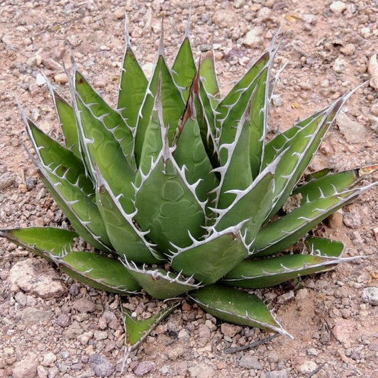  Agave Horrida Perotensis Cactus Plant