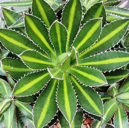  Agave Lophantha Splendida Plant