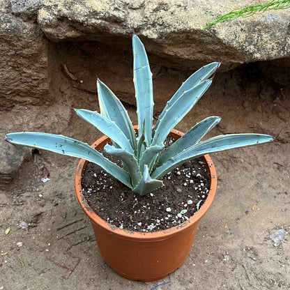  Agave Macroacantha Blue Ribbon Plant