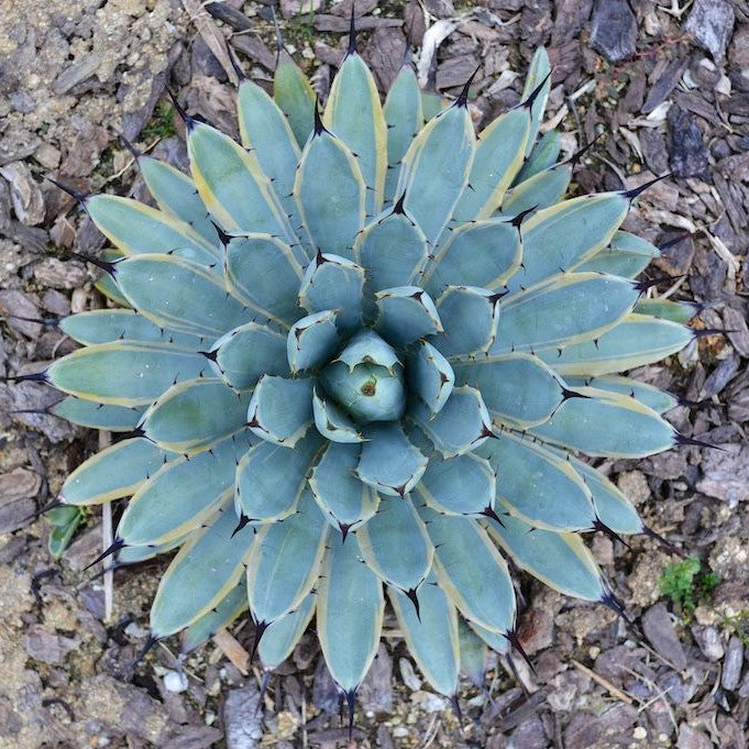  Agave Macroacantha Blue Ribbon Plant