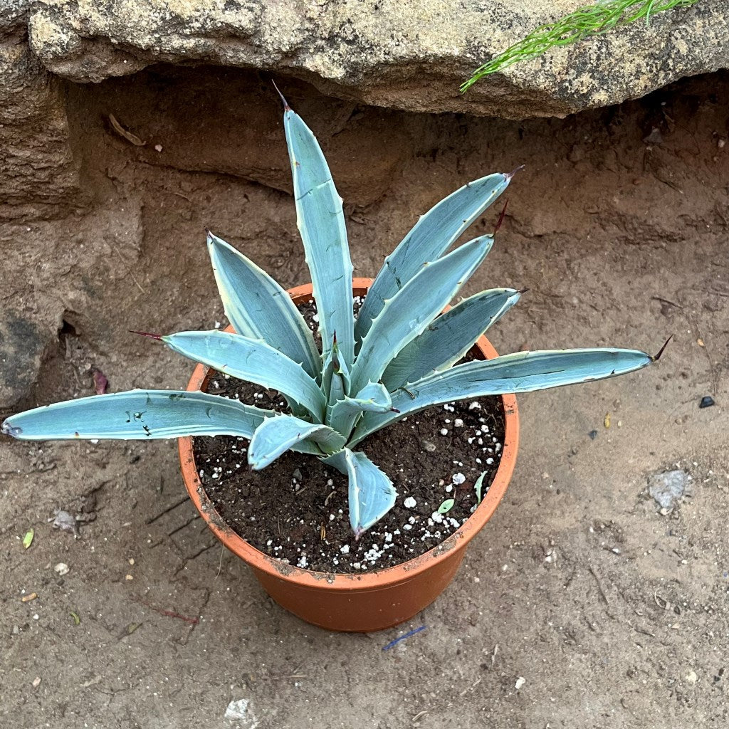  Agave Macroacantha Blue Ribbon Plant