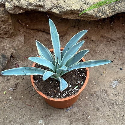  Agave Macroacantha Blue Ribbon Plant