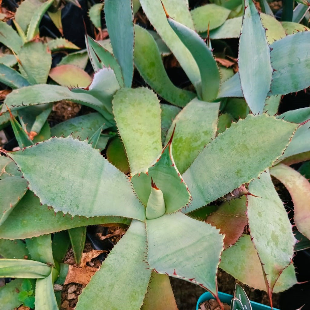  Agave Parryi Plant