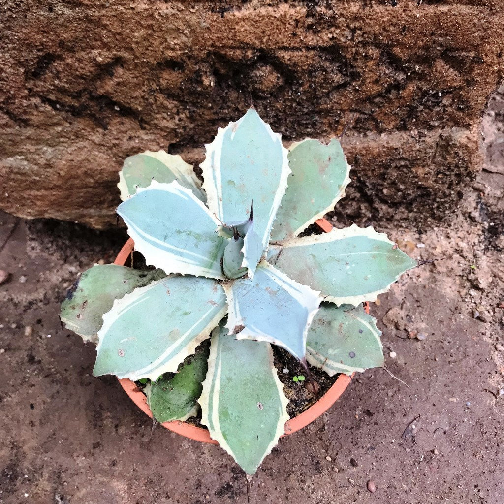  Agave Potatorum Snowfall Cactus Plant