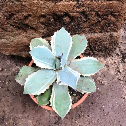  Agave Potatorum Snowfall Cactus Plant