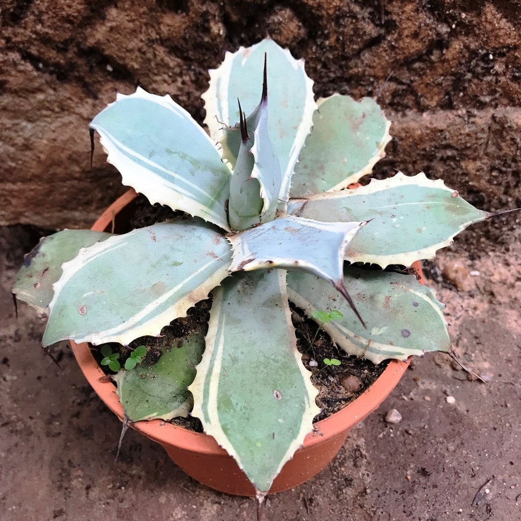  Agave Potatorum Snowfall Cactus Plant