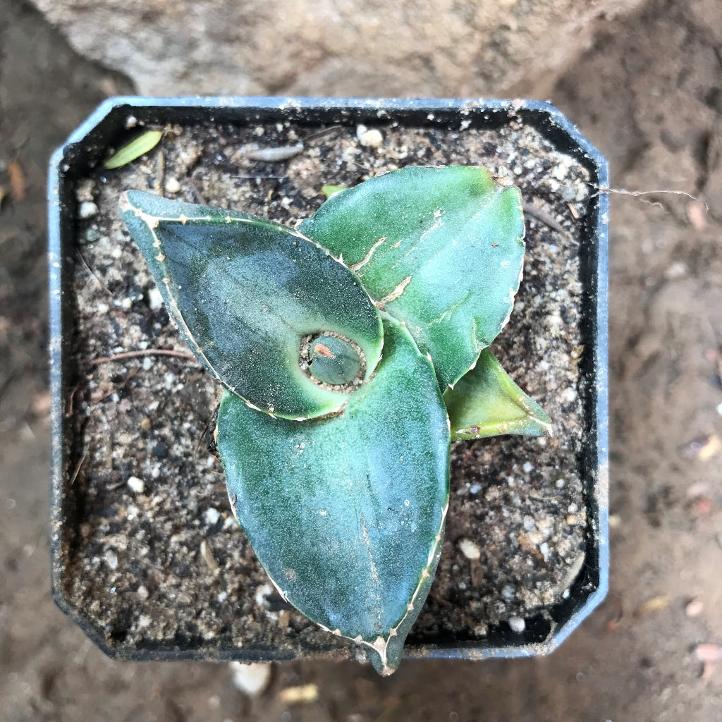  Agave Pumila Plant