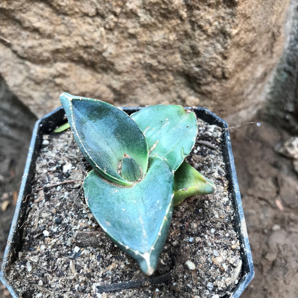  Agave Pumila Plant