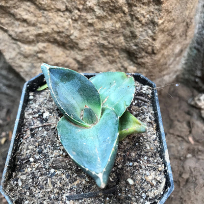  Agave Pumila Plant