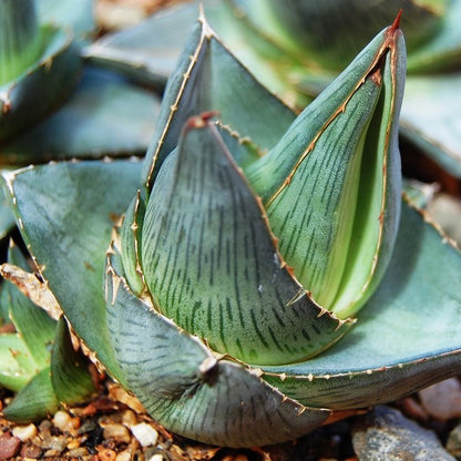  Agave Pumila Plant