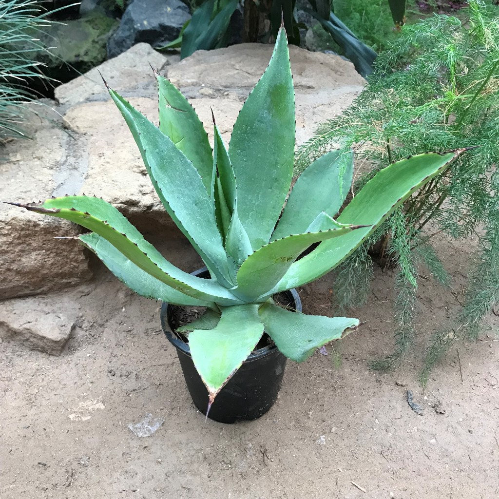  Agave Romani Plant