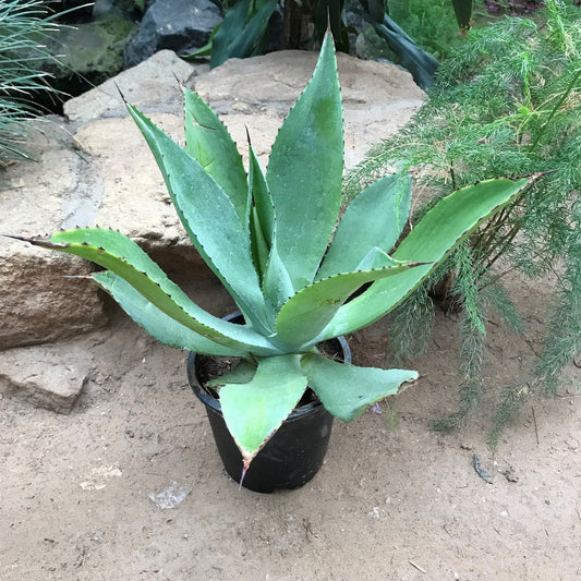  Agave Romani Plant