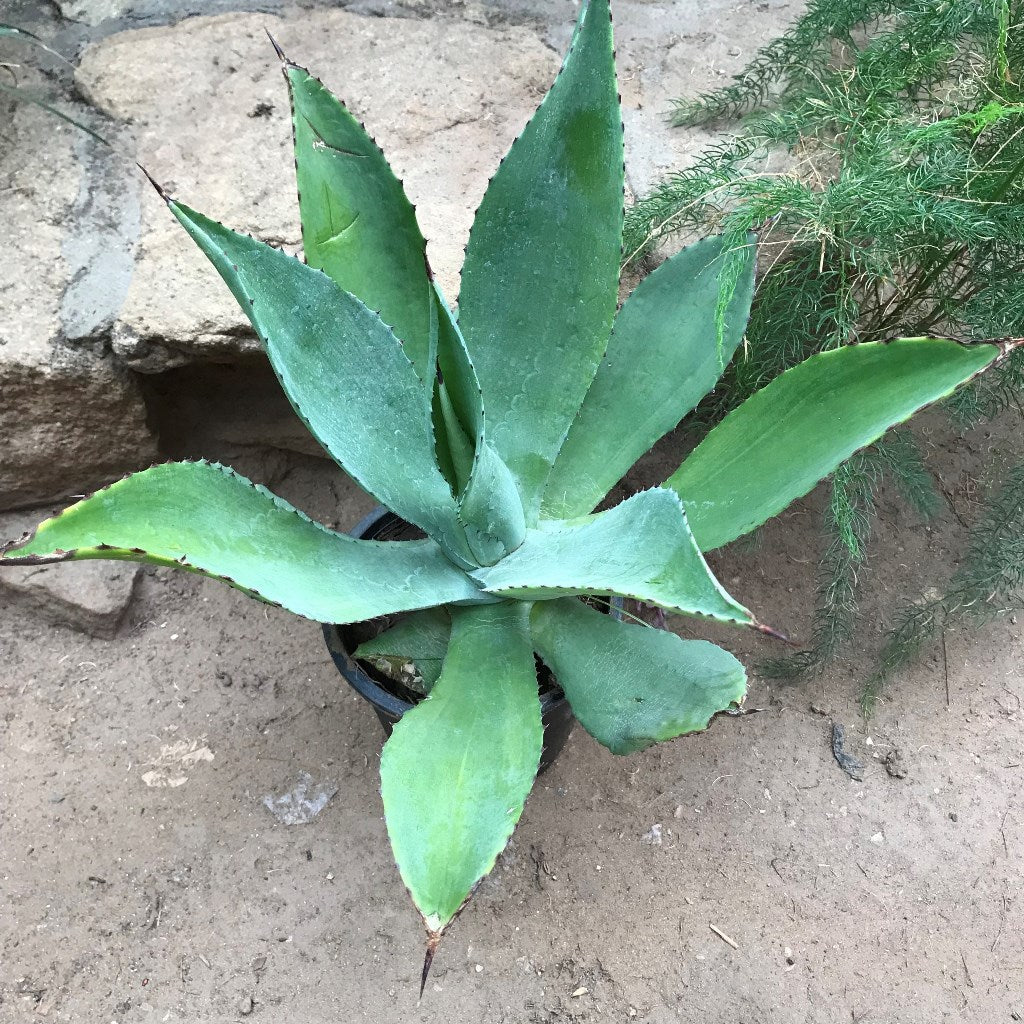  Agave Romani Plant