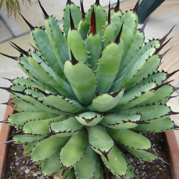  Agave Royal Spine Plant