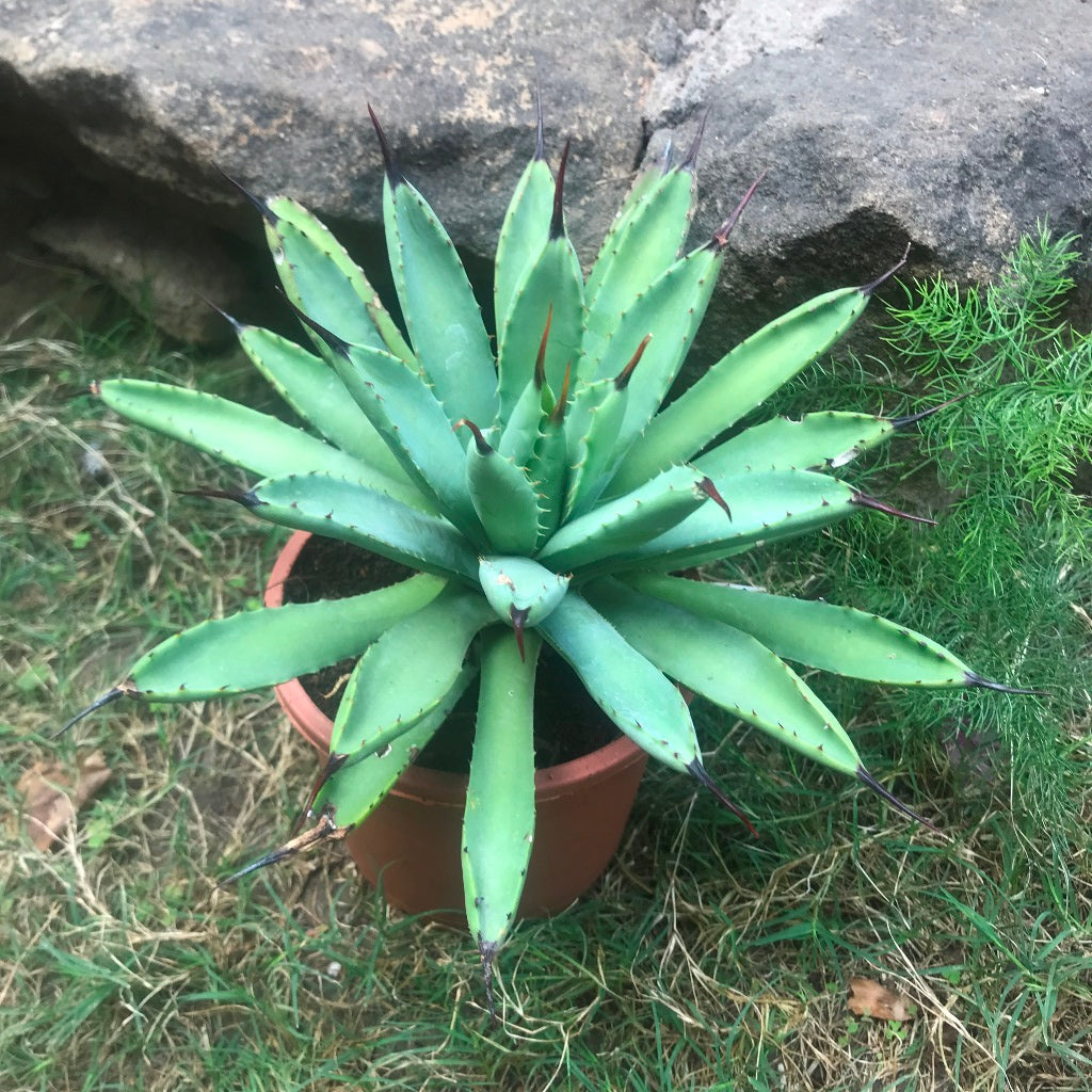  Agave Royal Spine Plant