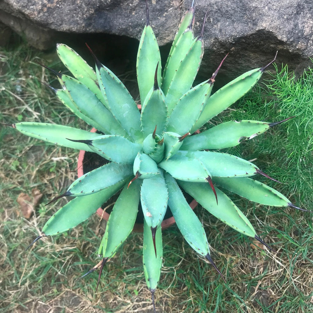  Agave Royal Spine Plant