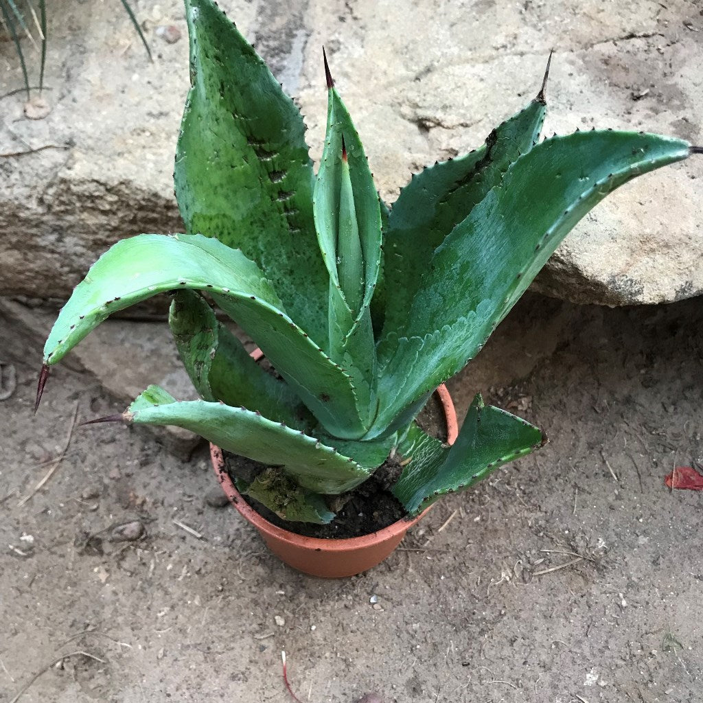  Agave Salmiana Plant
