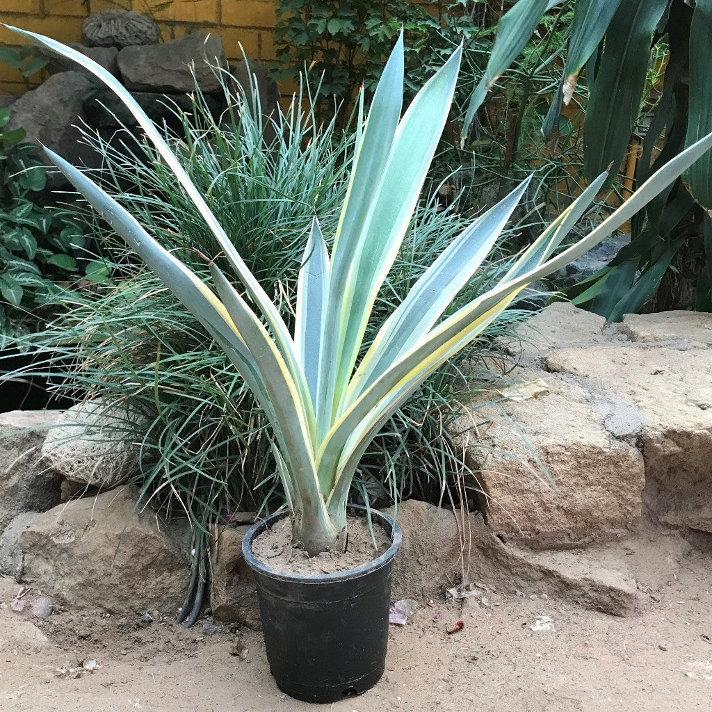  Agave Tequilana Sunrise Plant