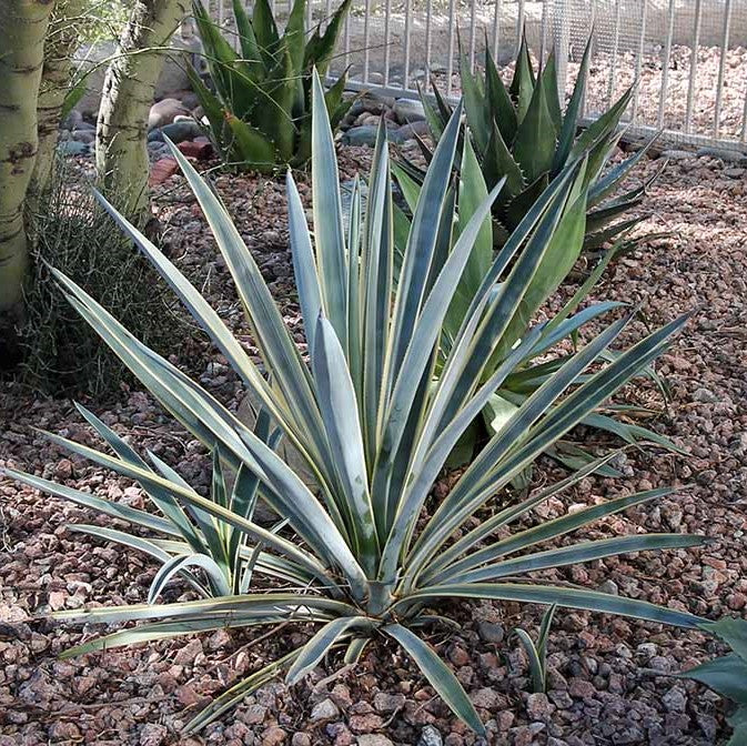  Agave Tequilana Sunrise Plant