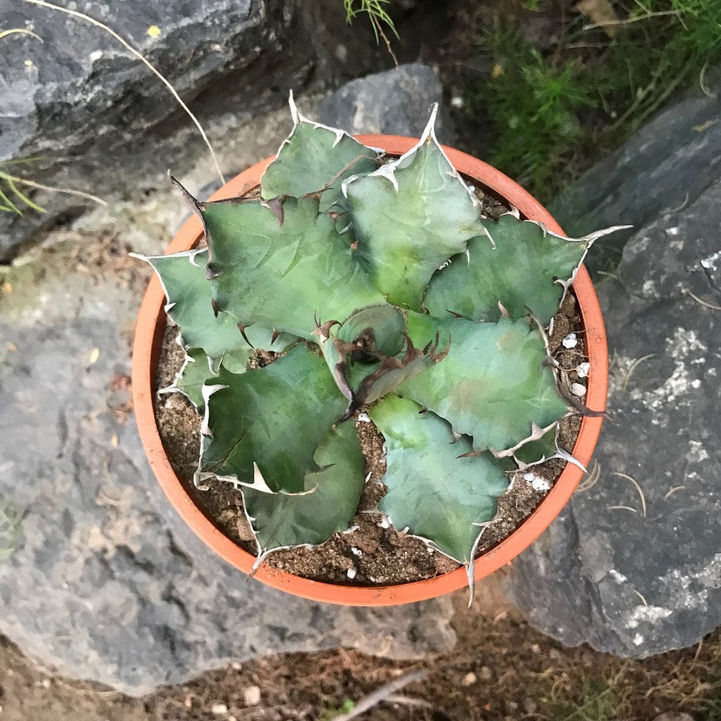  Agave Titanota Dwarf Cactus Plant