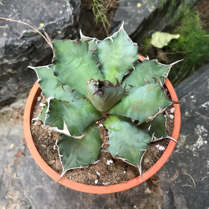  Agave Titanota Dwarf Cactus Plant