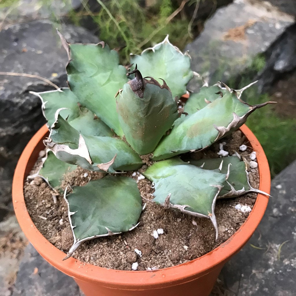  Agave Titanota Dwarf Cactus Plant