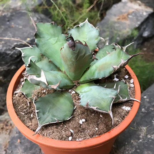  Agave Titanota Dwarf Cactus Plant