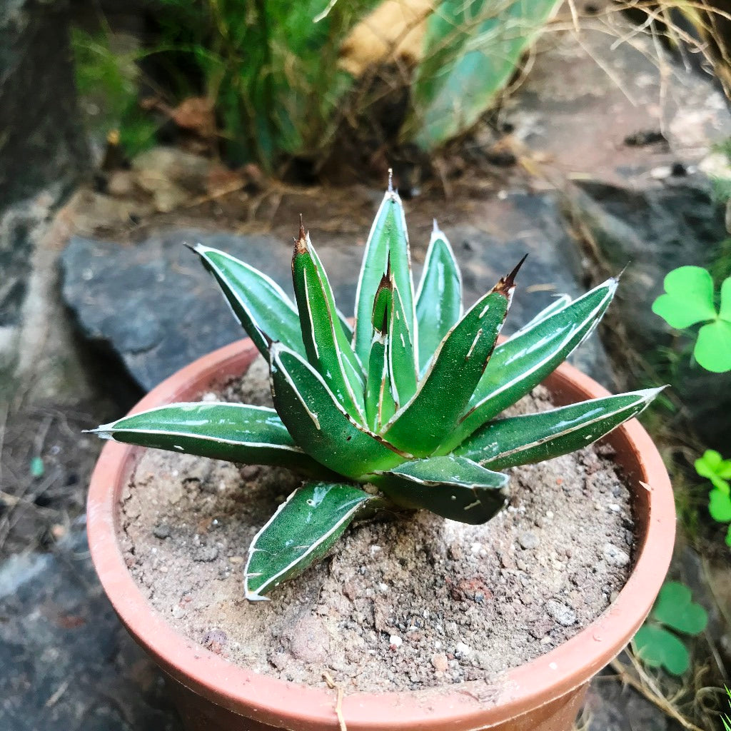  Agave Victoriae Reginae Queen Victoria Cactus Plant