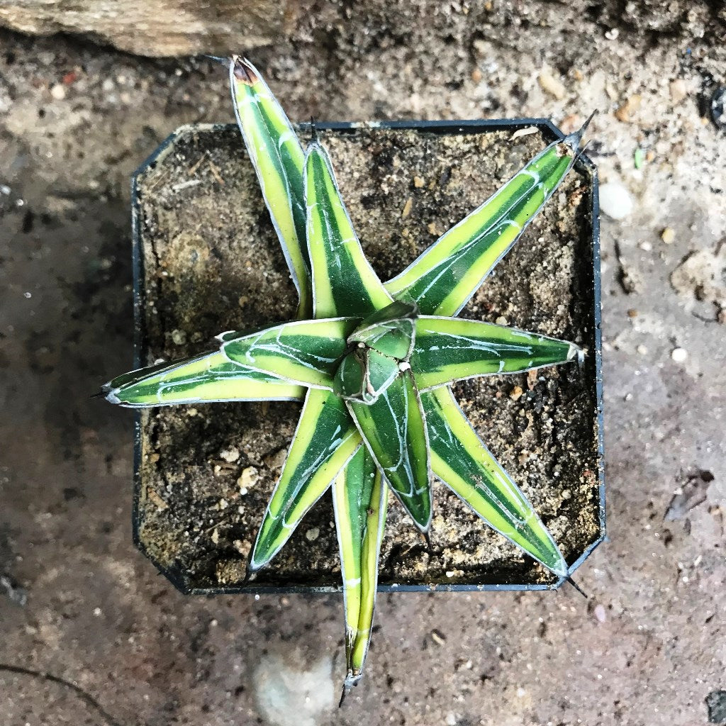  Agave Victoria Regiane Golden PrincessPlant