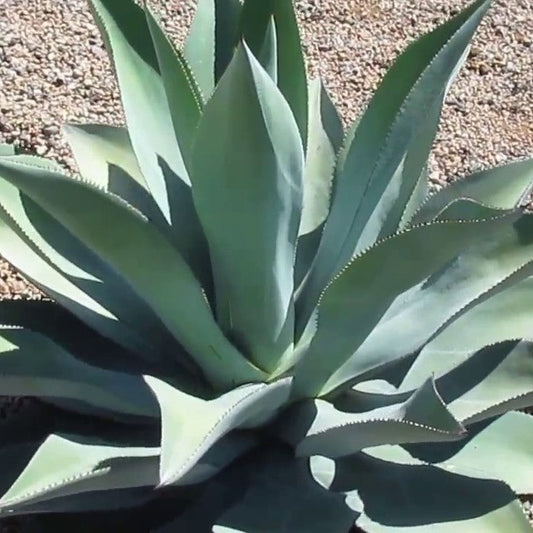  Agave Celsii Plant