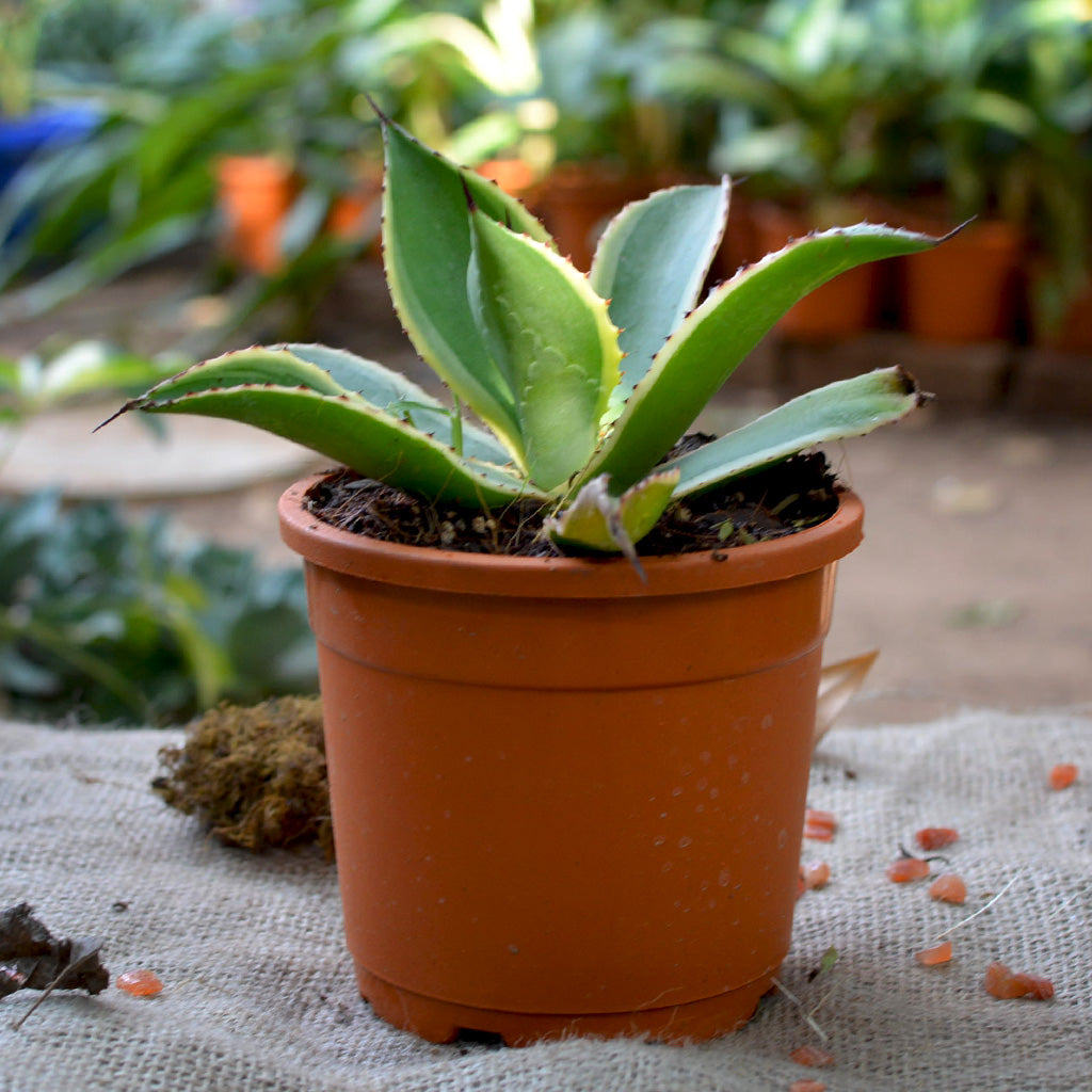  Agave Celsii Multicolour Plant