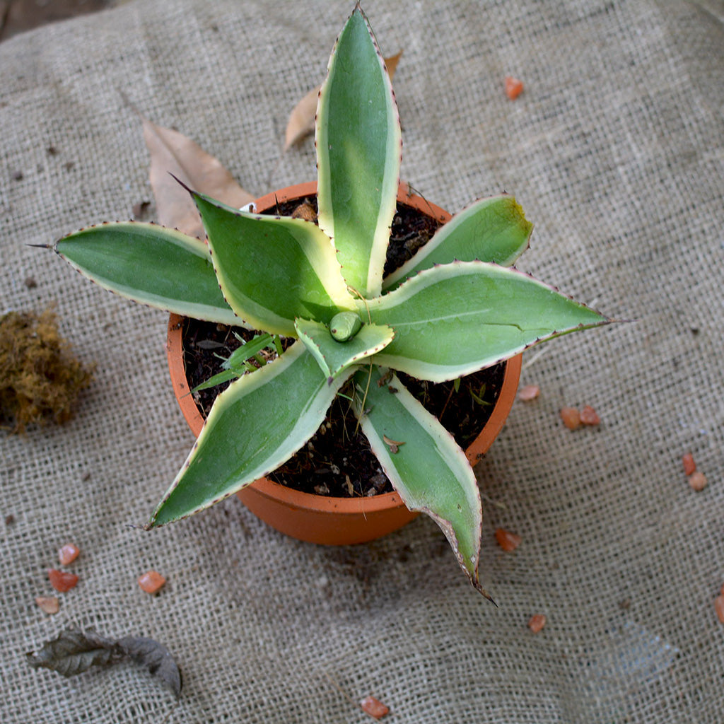  Agave Celsii Multicolour Plant