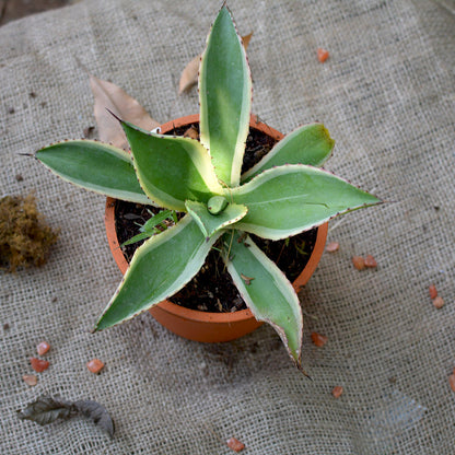  Agave Celsii Multicolour Plant