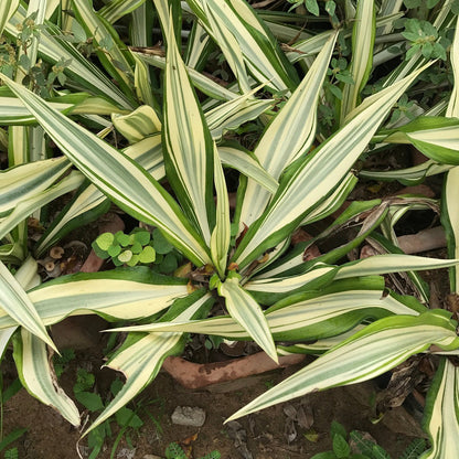  Furcraea Foetida Mediopicta Plant