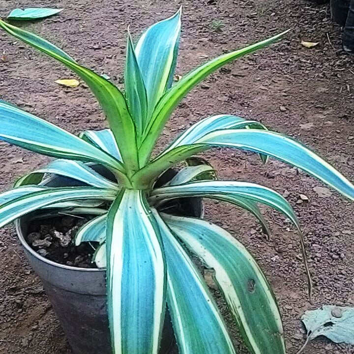  Agave Desmettiana Joe Hoak Cactus Plant