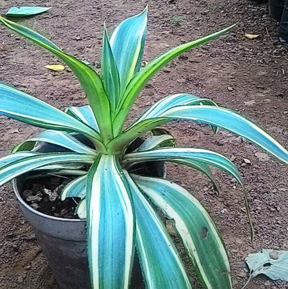  Agave Desmettiana Joe Hoak Cactus Plant