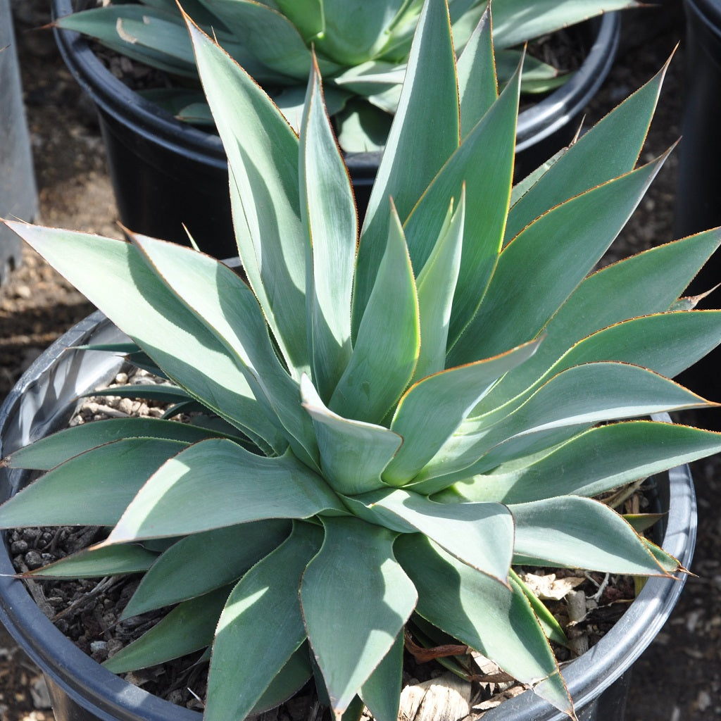  Agave Moonshine Plant