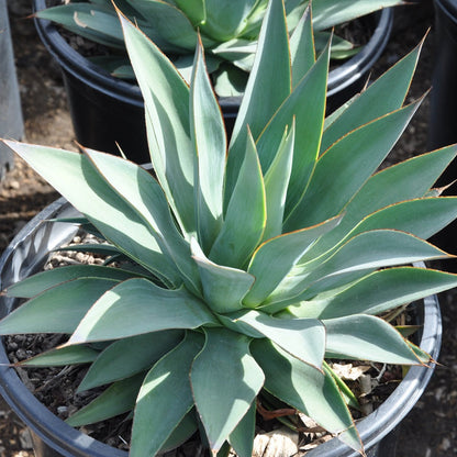 Agave Moonshine Plant