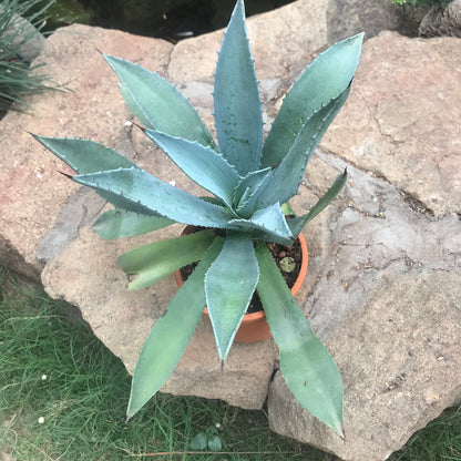  Agave Moonshine Plant