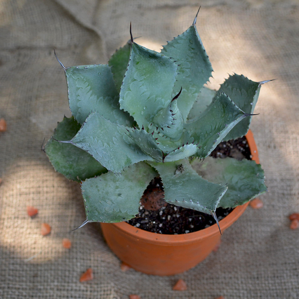  Agave Potatorum Cameron Blue Plant