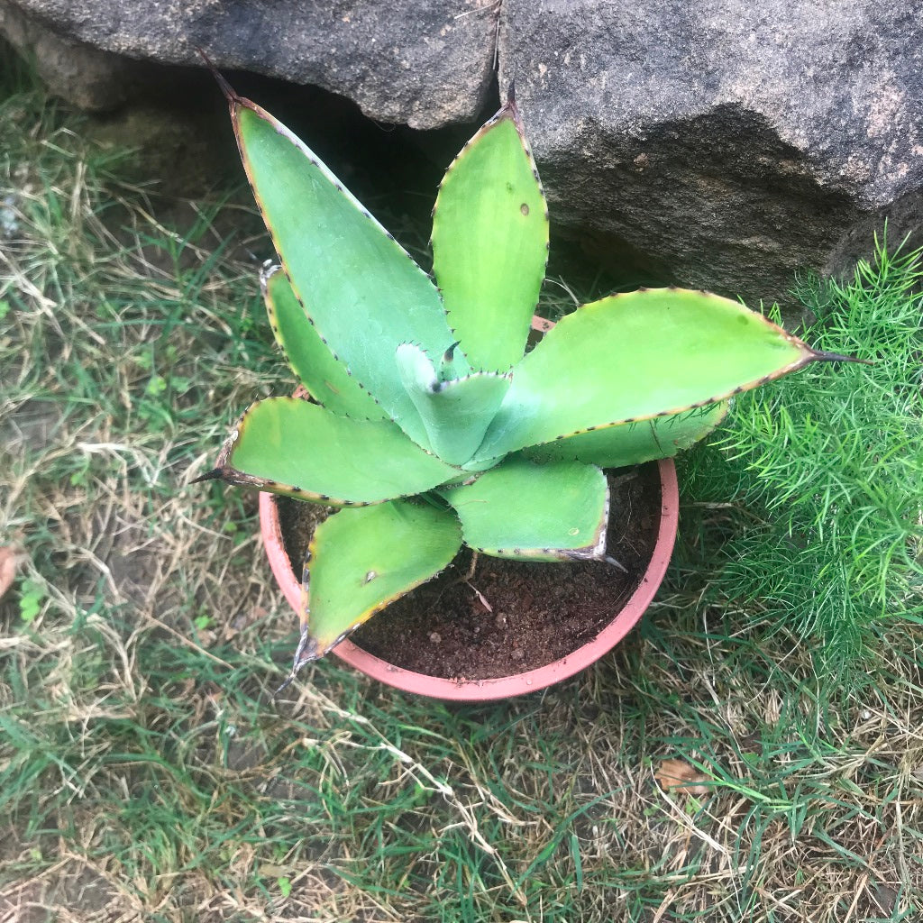  Agave Romani Plant