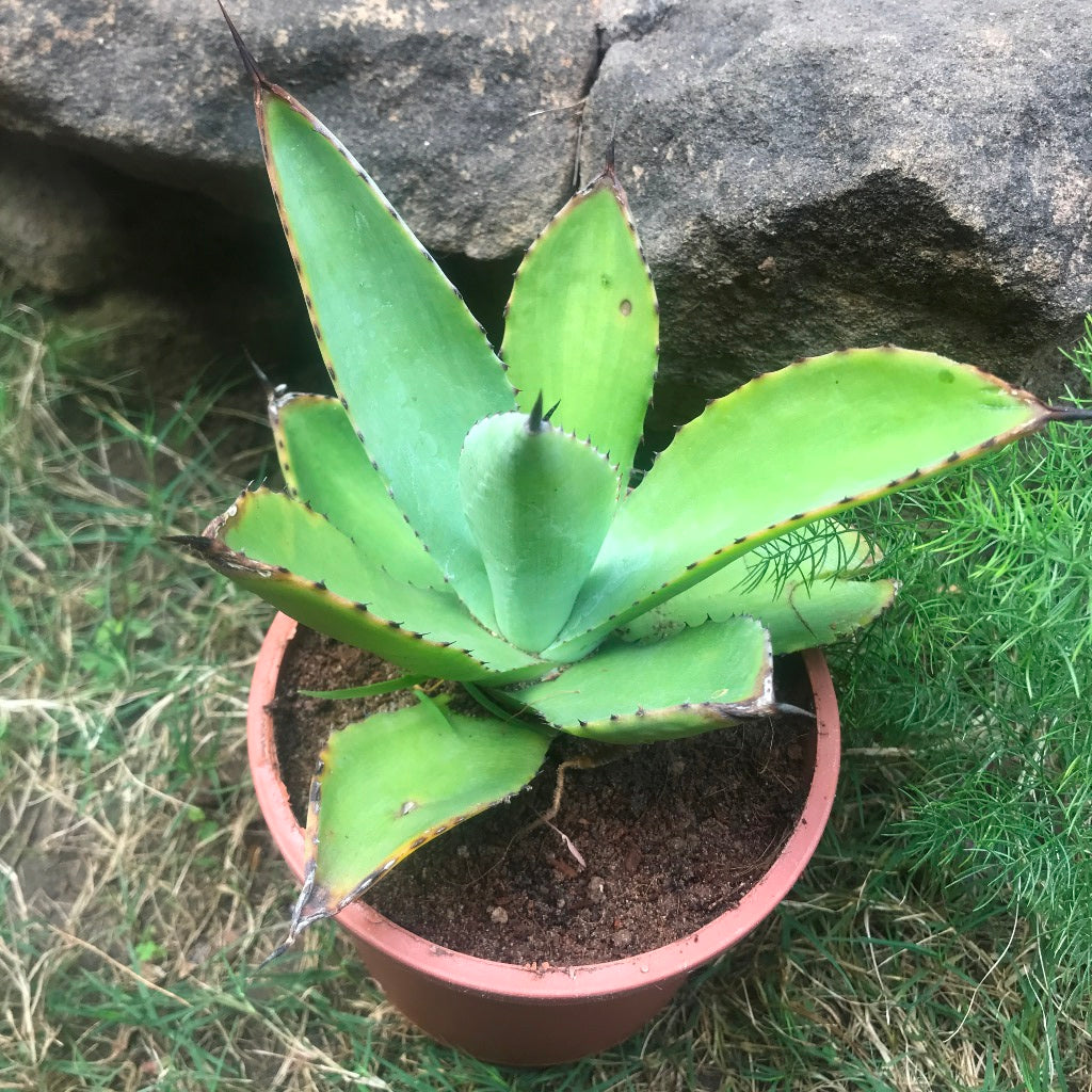  Agave Romani Plant