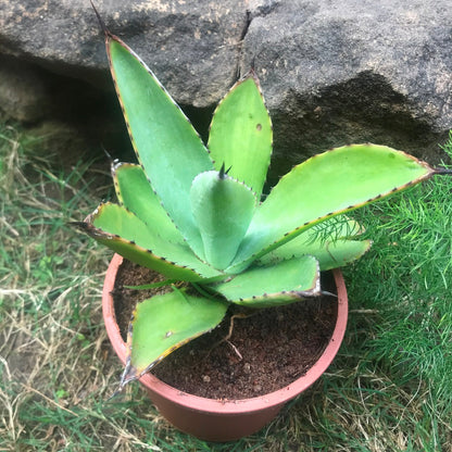  Agave Romani Plant